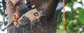 Best Tree Trimming and Pruning  in Taylor Lake Village, TX